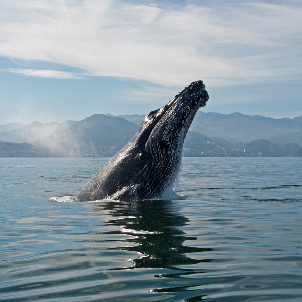 Private Whale Watching & Sightseeing Tour Puerto Vallarta Deep Blue